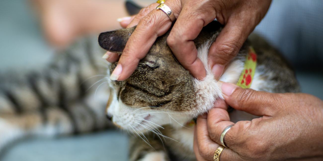 bravecto masticable para gatos