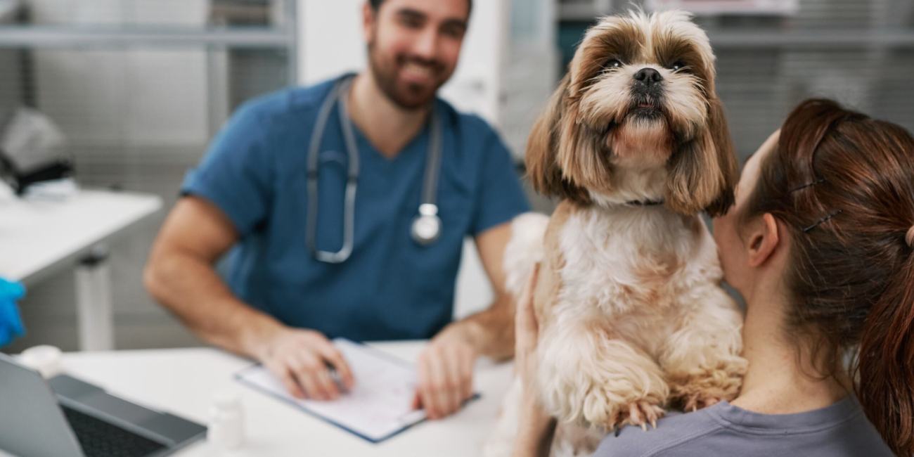 mi perro está infestado de garrapatas que hago