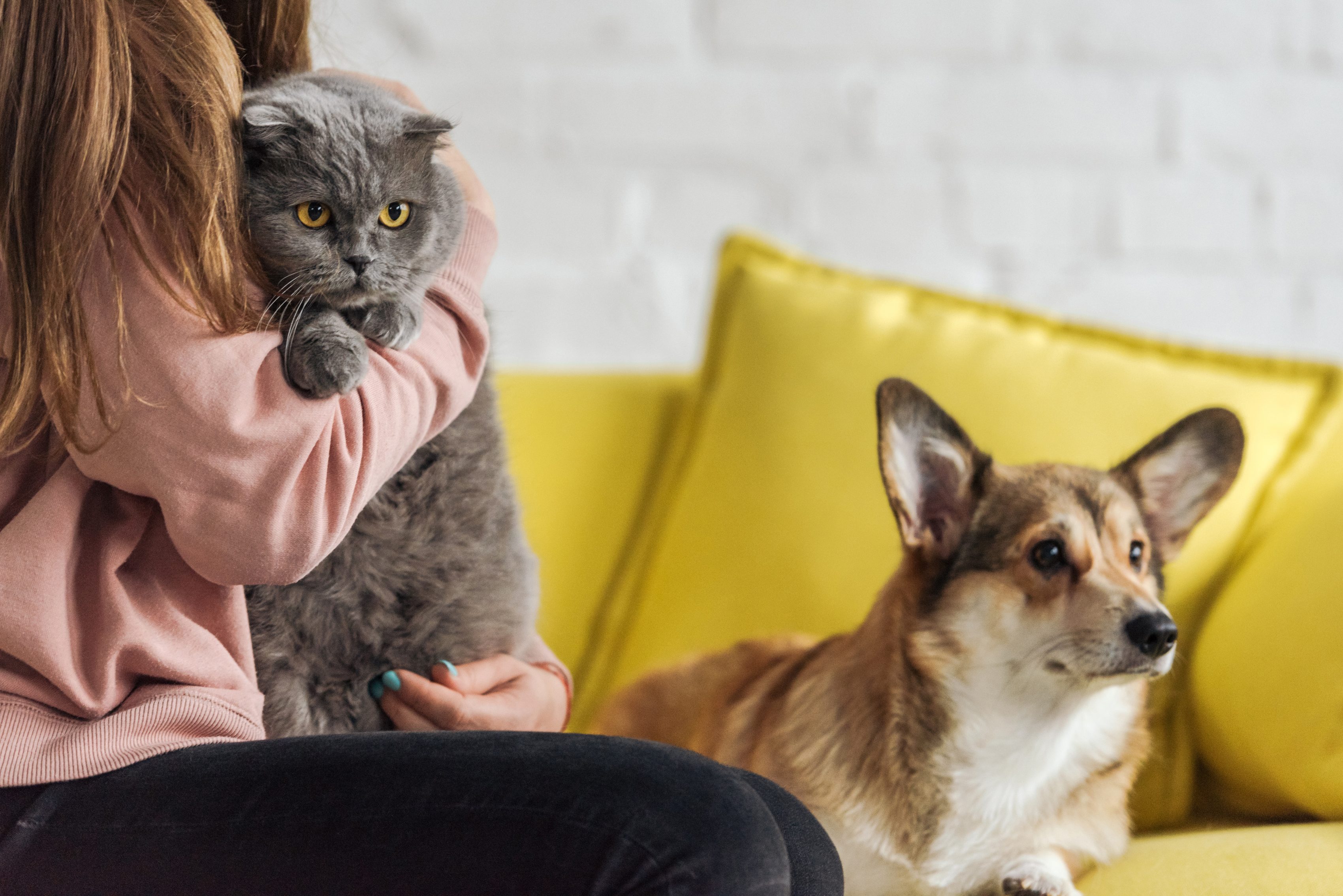 Perro y gato en sofá con su tutor