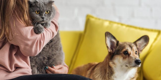 Perro y gato en sofá con su tutor