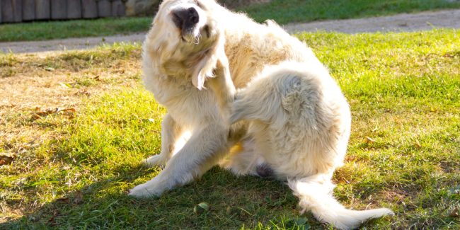 Perro rascando su oreja