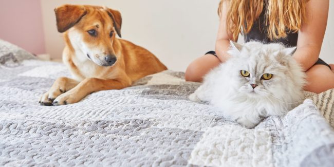 gato y perro en una cama